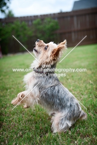 yorkshire terrier with front legs in air