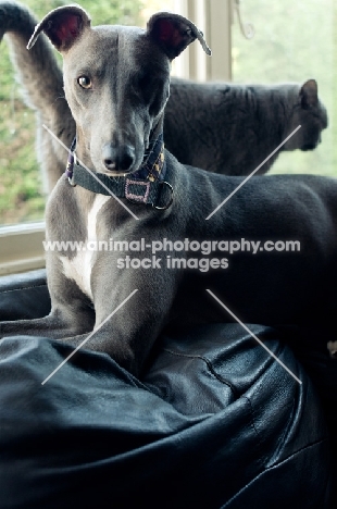 Whippet with cat in the background