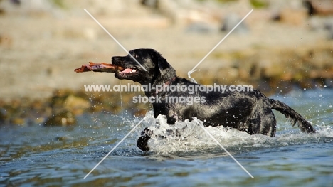 black Labrador retrieving from water