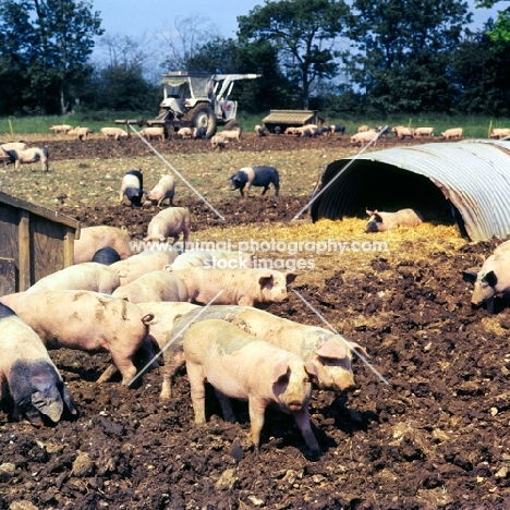 young commercial pigs free range in ploughed field with ark