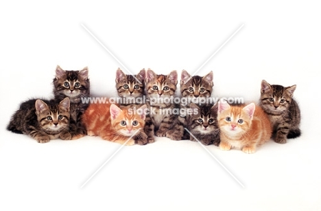 nine kittens looking at camera