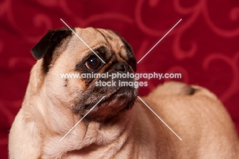 fawn Pug looking away