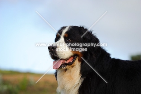 Bernese Mountain Dog (aka Berner Sennenhund)