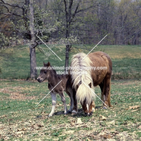 american miniature horse with foal, shadyacres 