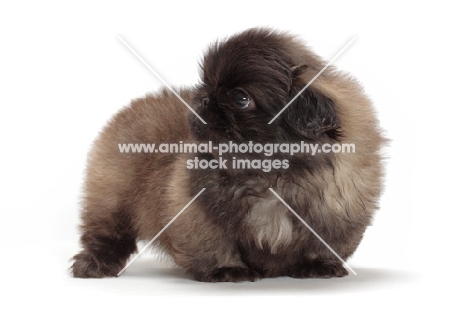 Pekingese puppy on white background, looking away