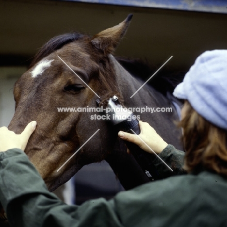 clipping a horse's head