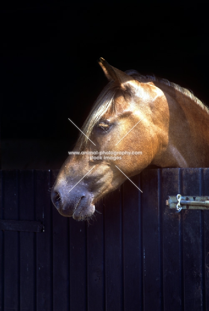 new forest pony mare looking over stable door, 