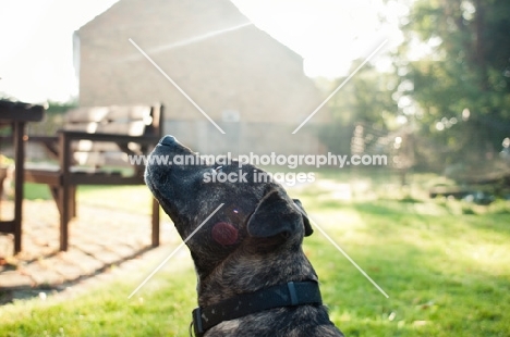 Staffordshire Bull Terrier headshot in garden