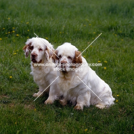 two clumber spaniels in usa,  am ch cypress woods certified copy, am ch arrelmount’s nigel of rivendell