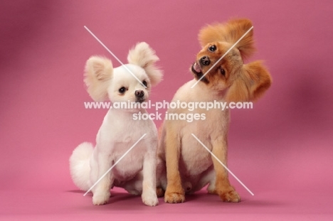 two cute Pomeranians on pink background