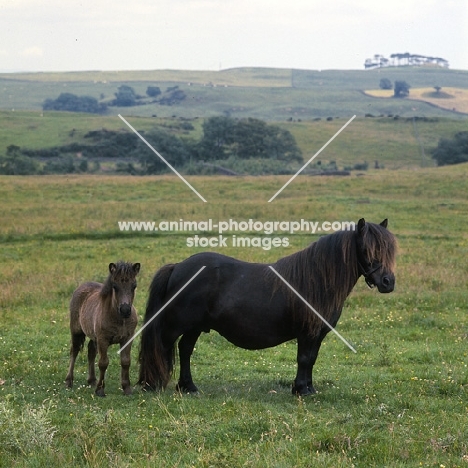 glitter of marshwood, shetland pony mare and foal