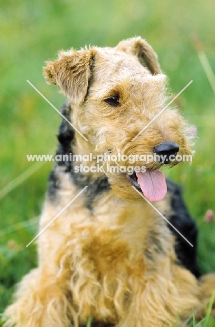 Welsh Terrier looking aside