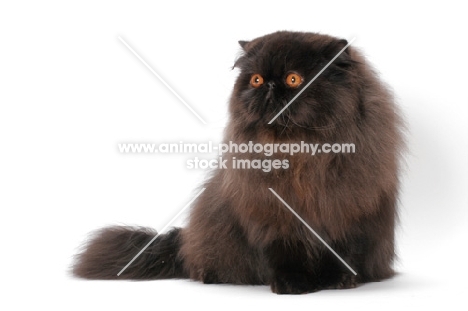 black Persian