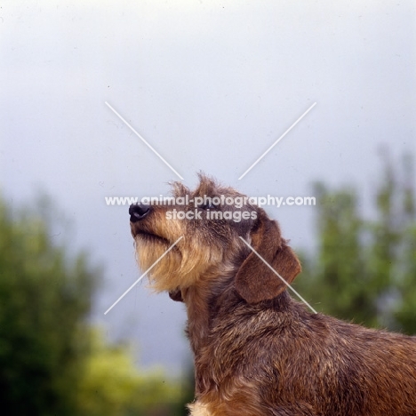 miniature wire haired dachshund looking up