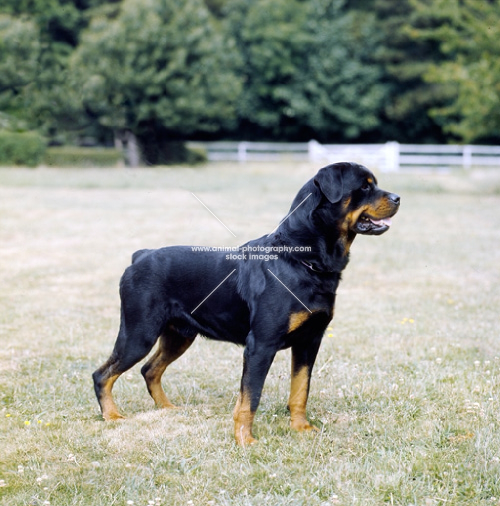 rottweiler from chesara kennels