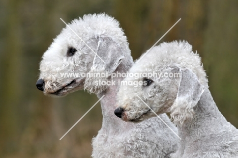 Bedlington terriers