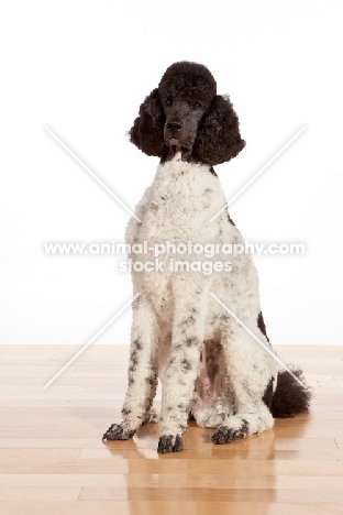black and white standard Poodle sitting on wooden floor