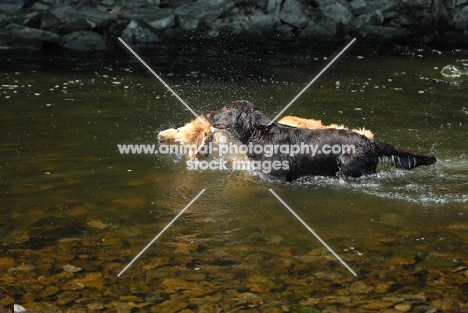 flat coated retriever and hovawart playing in water