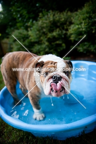 english bulldog in wading pool