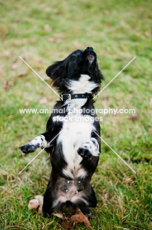 black and white long-haired Chihuahua standing on hind lesg