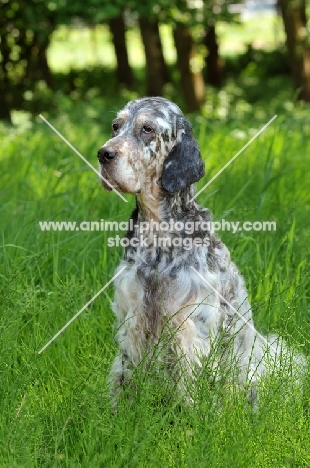 English Setter sitting in field
