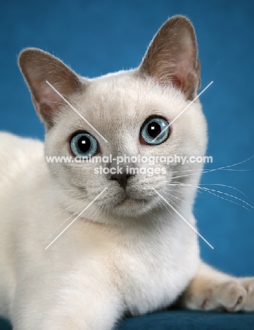 Tonkinese portrait