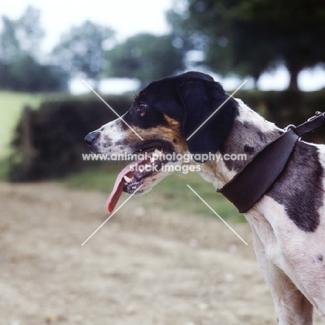 trail hound, portrait