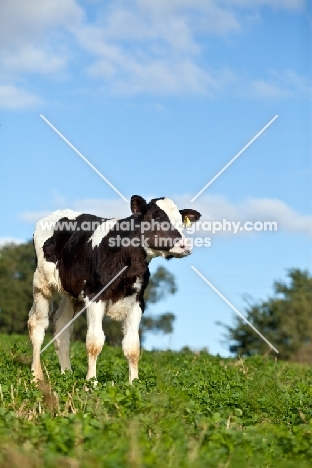 Holstein Friesian calf