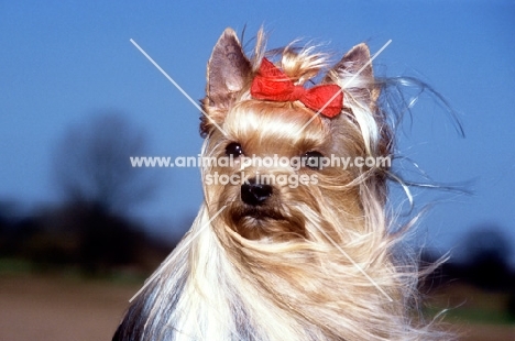 yorkshire terrier with hair blowing in the wind