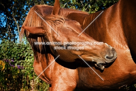 canadian sport horse nibbling