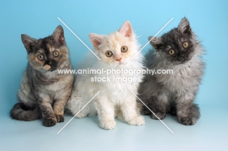 group of three selkirk rex kittens