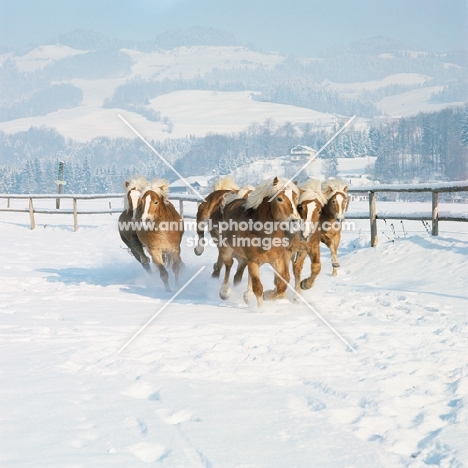 group of Haflinger colts galloping through the snow in Austria