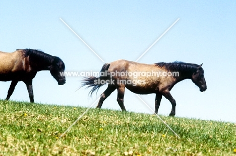 two mustang mares on skyline