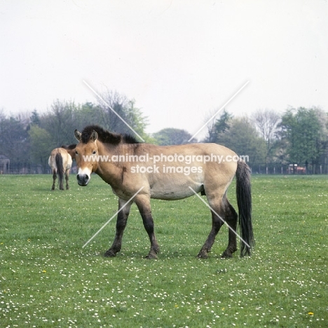 przewalski's horse at whipsnade looking handsome