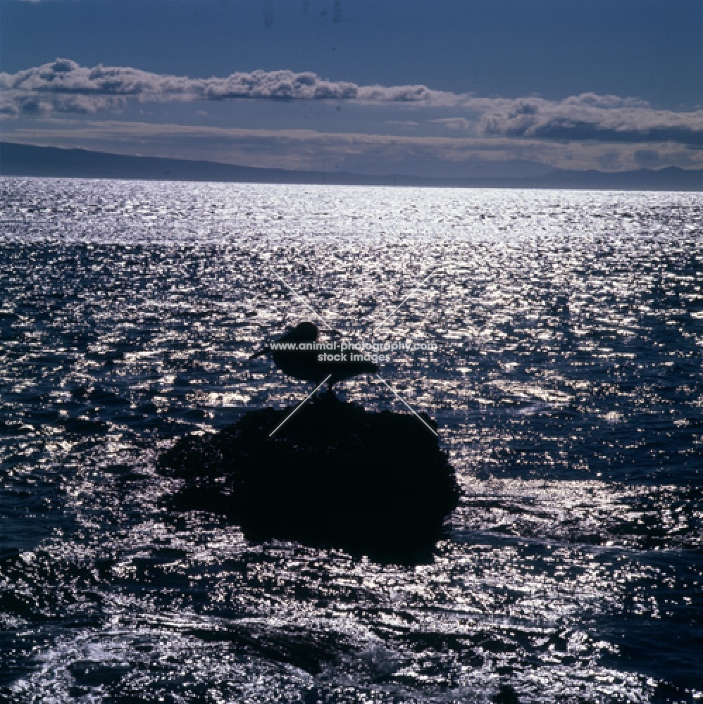 silhouette of brown pelican on rock, james bay, galapagos islands