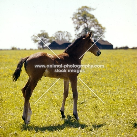 thoroughbred foal in field