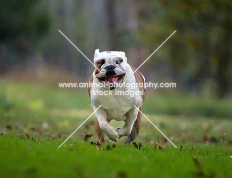 Bulldog in motion