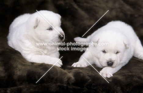 two three week old Kishu pups