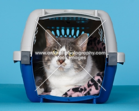 non pedigree cat in carrier box