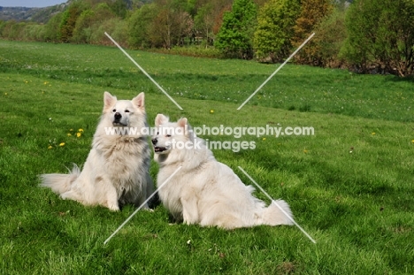 two white German Spitz dog (great and standard size)