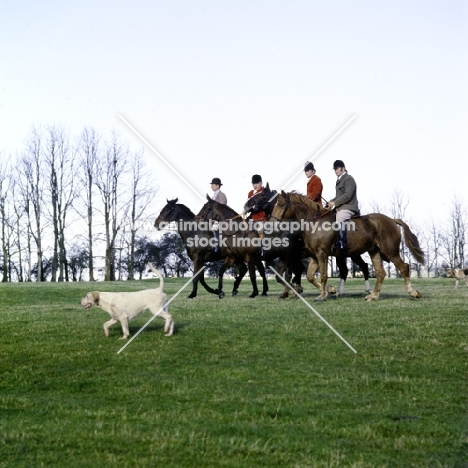 horses and riders with vale of aylesbury hunt and one foxhound