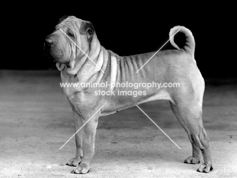 Shar Pei, 