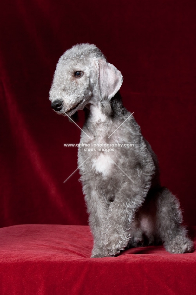 Bedlington Terrier sitting with raised paw.