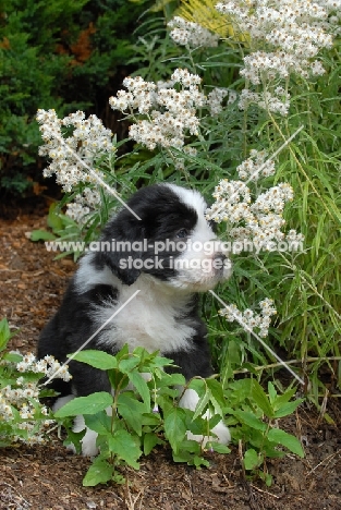 black and white Bearded Collie puppy in garden