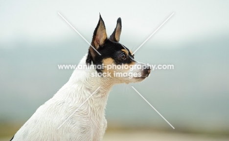 Toy Fox Terrier profile