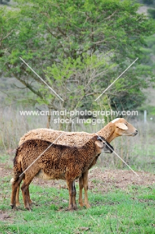 Nguni sheep looking ahead