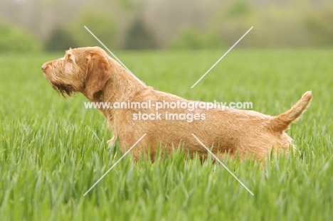 Hungarian Vizsla (wirehaired) in field