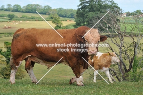 simmental bull