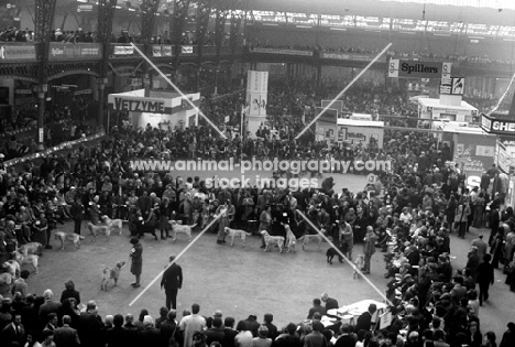 crufts 1975 at olympia, labrador ring