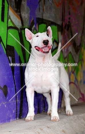 Bull Terrier near grafiti 